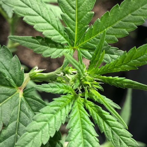 Jack Herer Master growlog timeline photo