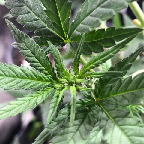 Jack Herer Master growlog timeline photo