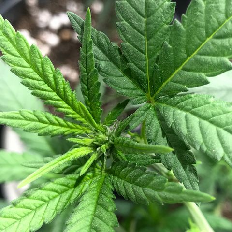 Jack Herer Master growlog timeline photo