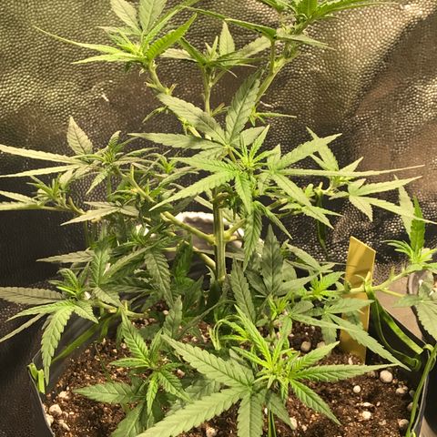 Jack Herer Master growlog photo: Antes da poda anti sombra 