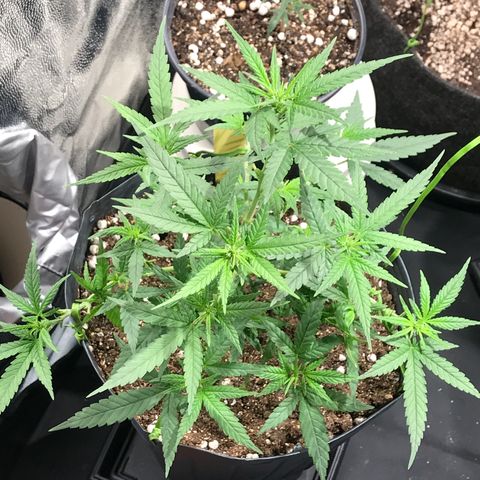 Jack Herer Master growlog photo: Antes da poda anti sombra 
