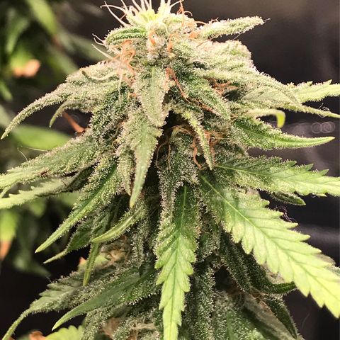 AK-47 Auto growlog photo: Floração ok