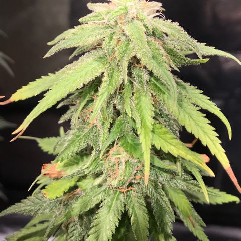 AK-47 Auto growlog photo: Floração ok