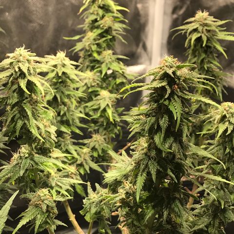 AK-47 Auto growlog photo: Pós defoliação