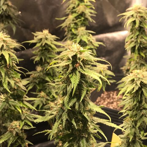 AK-47 Auto growlog photo: Pós defoliação
