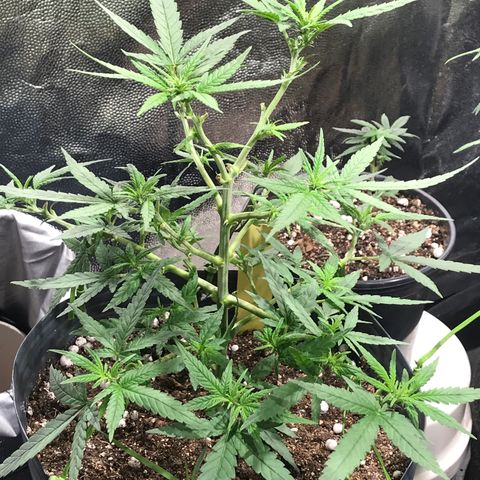 Jack Herer Master growlog photo: Pós defoliação 