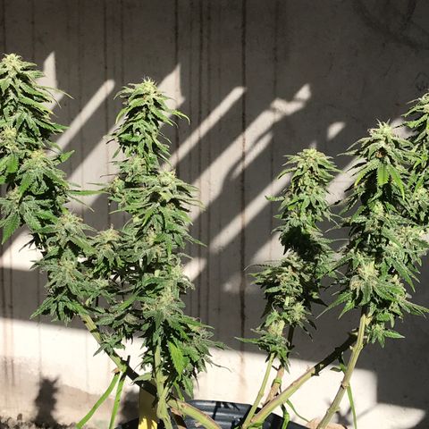 AK-47 Auto growlog photo: Floração ok