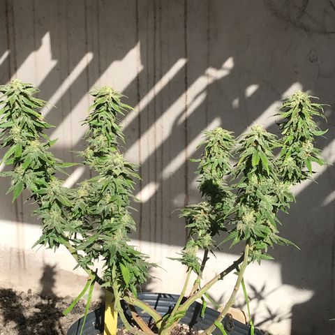 AK-47 Auto growlog photo: Floração ok