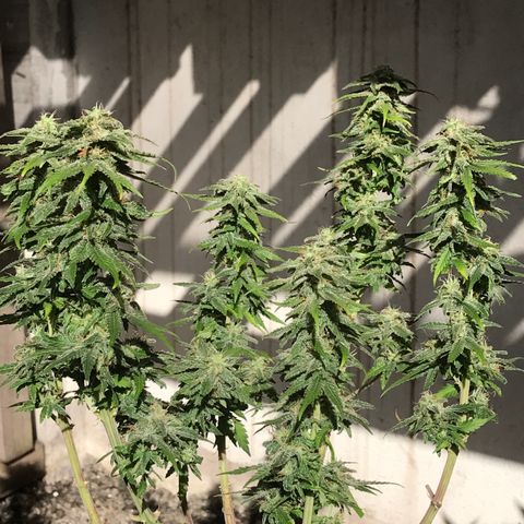 AK-47 Auto growlog photo: Floração ok