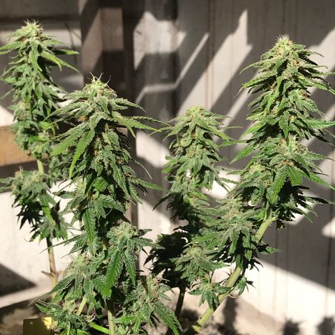 AK-47 Auto growlog photo: Floração ok