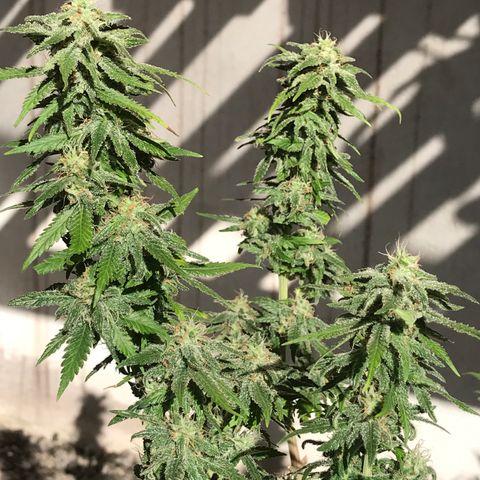 AK-47 Auto growlog photo: Floração ok