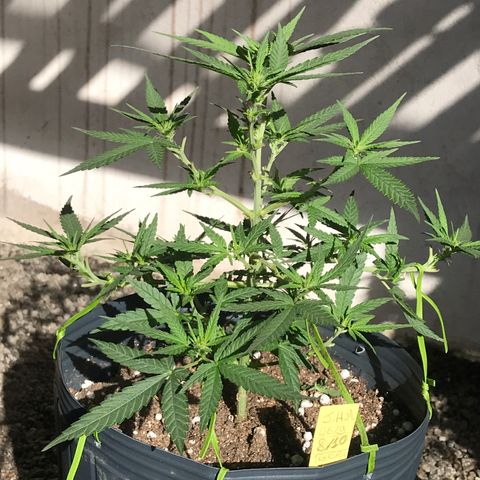 Jack Herer Master growlog photo: Início de floração ok