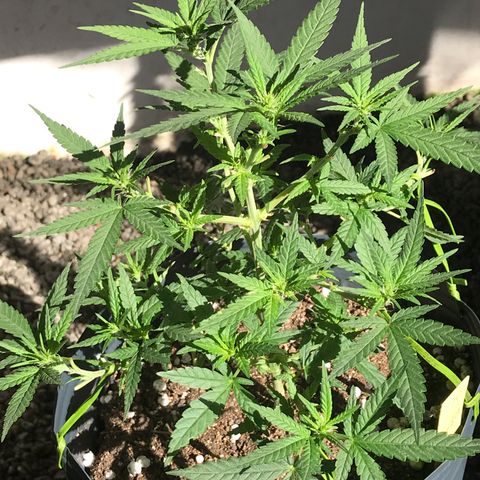 Jack Herer Master growlog photo: Início de floração ok