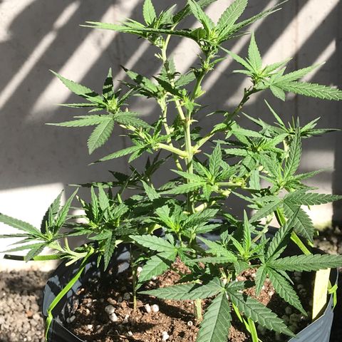 Jack Herer Master growlog photo: Início de floração ok