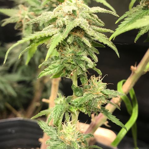 AK-47 Auto growlog photo: Poda RIB em um bud pra teste, foto antes e depois da queima com isqueiro.