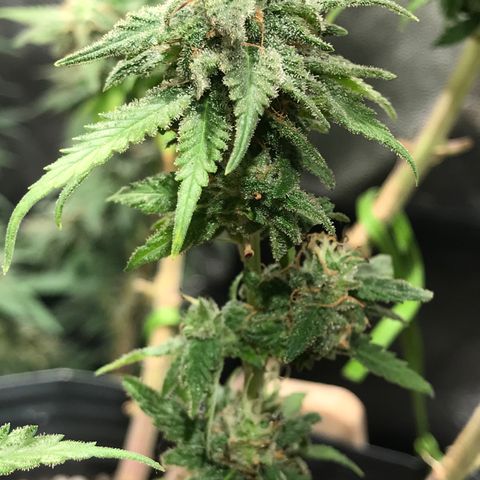 AK-47 Auto growlog photo: Poda RIB em um bud pra teste, foto antes e depois da queima com isqueiro.