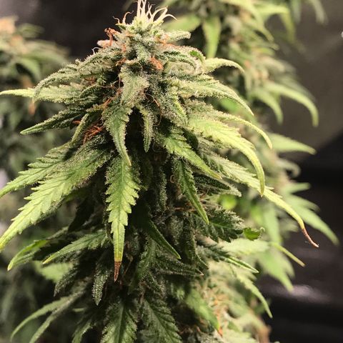 AK-47 Auto growlog photo: Floração pk