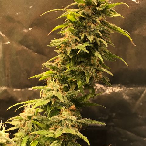 AK-47 Auto growlog photo: Floração pk