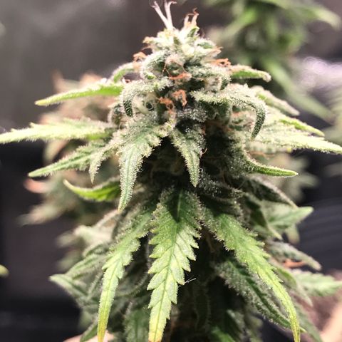 AK-47 Auto growlog photo: Floração pk