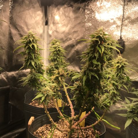 AK-47 Auto growlog photo: Floração pk