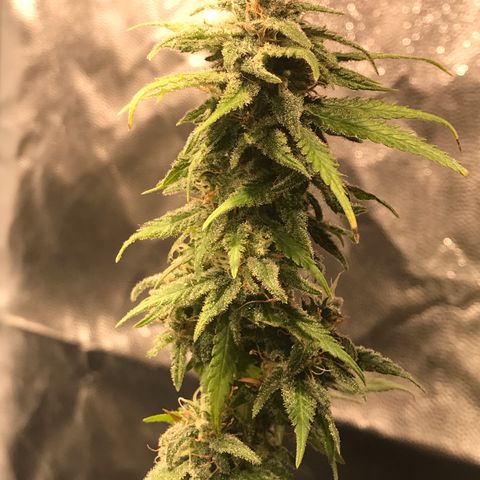 AK-47 Auto growlog photo: Floração pk