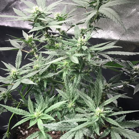 Jack Herer Master growlog photo: Floração OnFire!