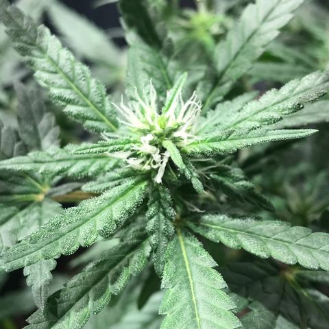 Jack Herer Master growlog photo: Floração OnFire!