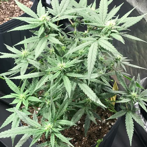 Jack Herer Master growlog photo: Floração OnFire!