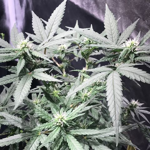 Jack Herer Master growlog photo: Floração OnFire!