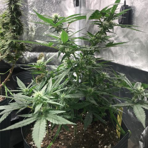 Jack Herer Master growlog photo: Floração OnFire!