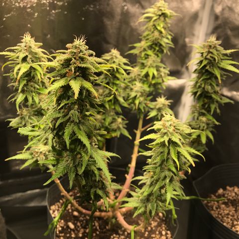 AK-47 Auto growlog timeline photo