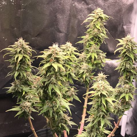 AK-47 Auto growlog timeline photo
