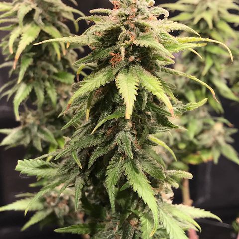 AK-47 Auto growlog timeline photo