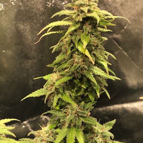 AK-47 Auto growlog timeline photo