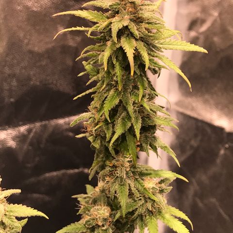 AK-47 Auto growlog timeline photo