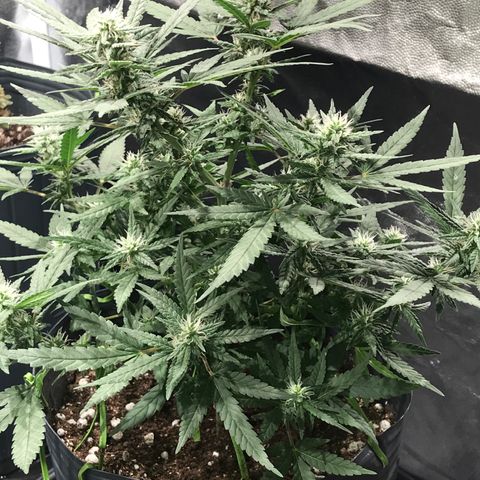 Jack Herer Master growlog timeline photo