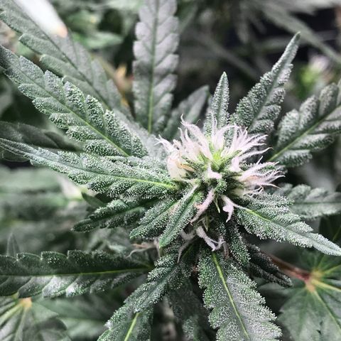 Jack Herer Master growlog timeline photo