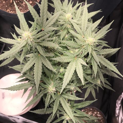 Jack Herer Master growlog timeline photo