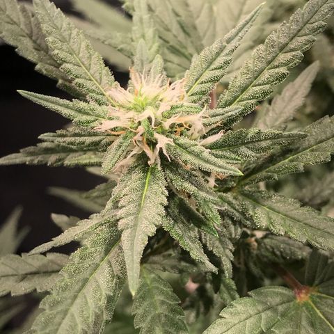Jack Herer Master growlog timeline photo