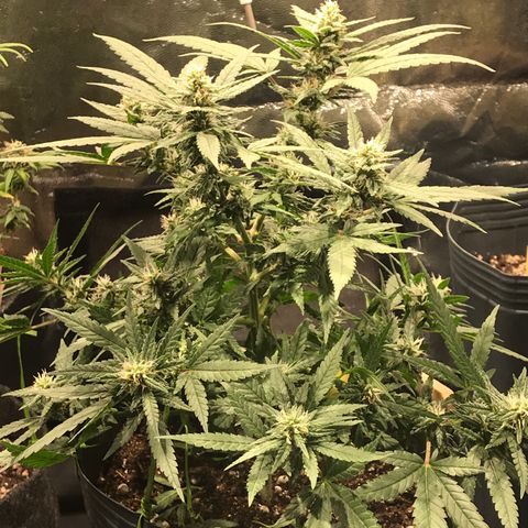 Jack Herer Master growlog timeline photo