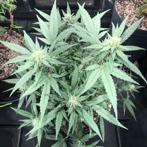 Jack Herer Master growlog timeline photo