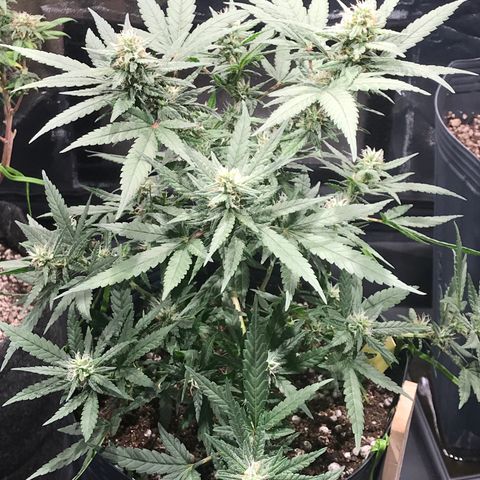 Jack Herer Master growlog timeline photo