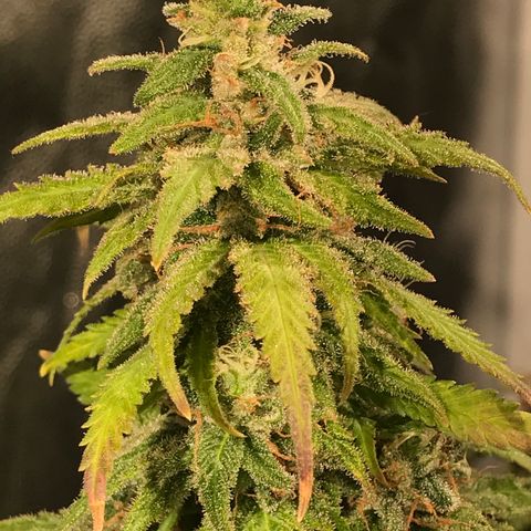 AK-47 Auto growlog photo: Resinando muito 