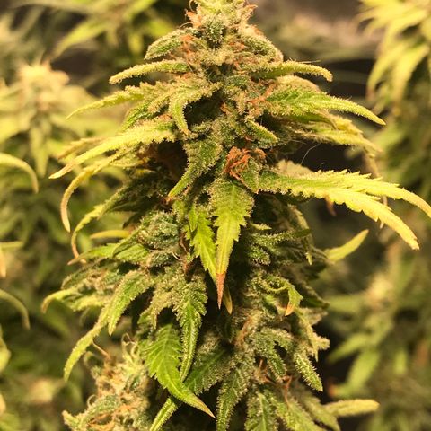AK-47 Auto growlog photo: Resinando muito 
