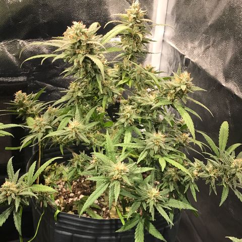 Jack Herer Master growlog timeline photo