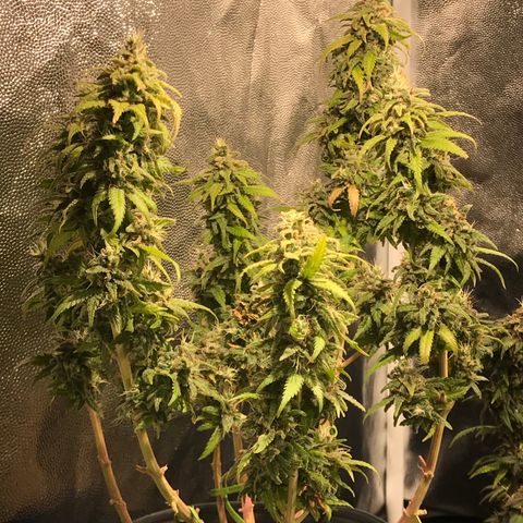 AK-47 Auto growlog timeline photo