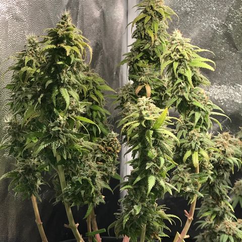 AK-47 Auto growlog timeline photo