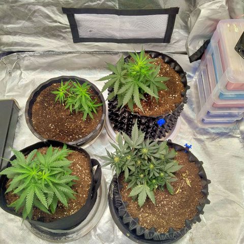GorillaGlue (shock) growlog timeline photo