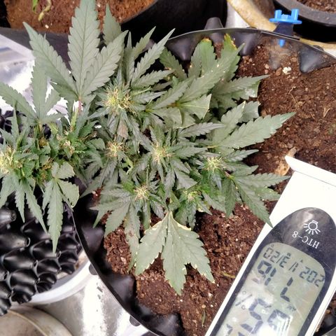 GorillaGlue (shock) growlog timeline photo