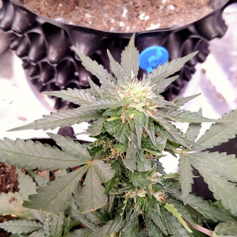 GorillaGlue (shock) growlog timeline photo